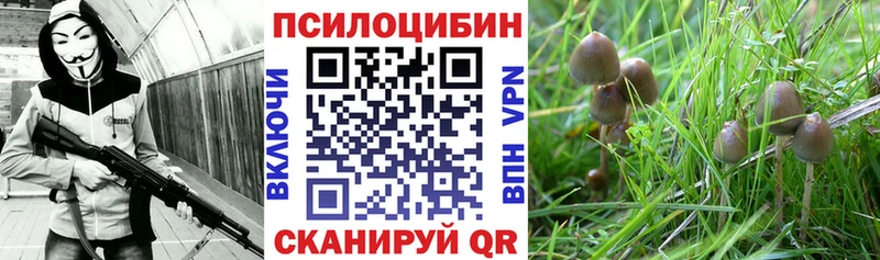 хочу наркоту  Болотное  Галлюциногенные грибы Psilocybine cubensis 